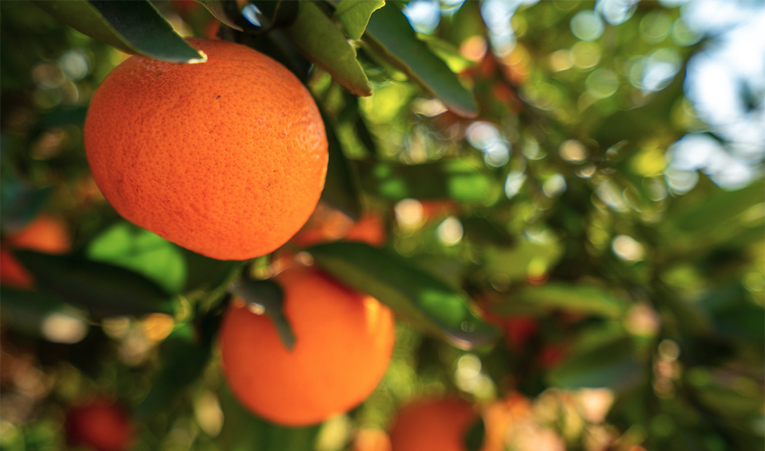 Dix usages de l'huile essentielle Orange : acidulée et citronnée - Blog  Young Living