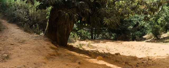 Drum de pământ într-o junglă