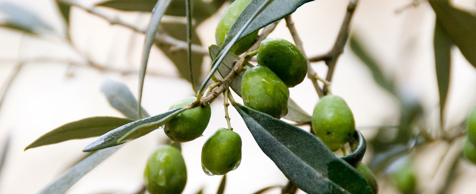 Up close of bergamot tree