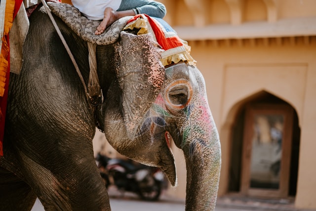 En person som rider på en elefant