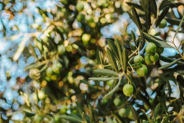 Bergamot Tree