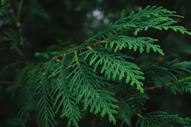 History of Cedarwood | Young Living Essential Oils