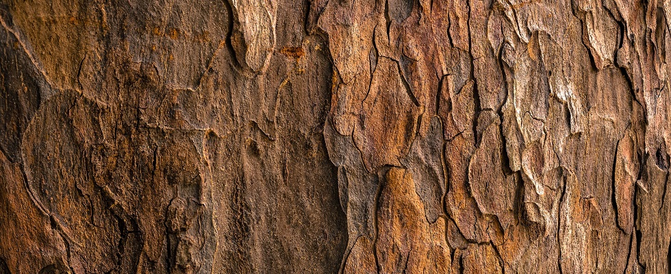 Up close of bark on a cedarwood tree