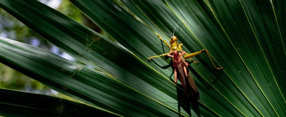 Sprinkhaan op bladeren van planten