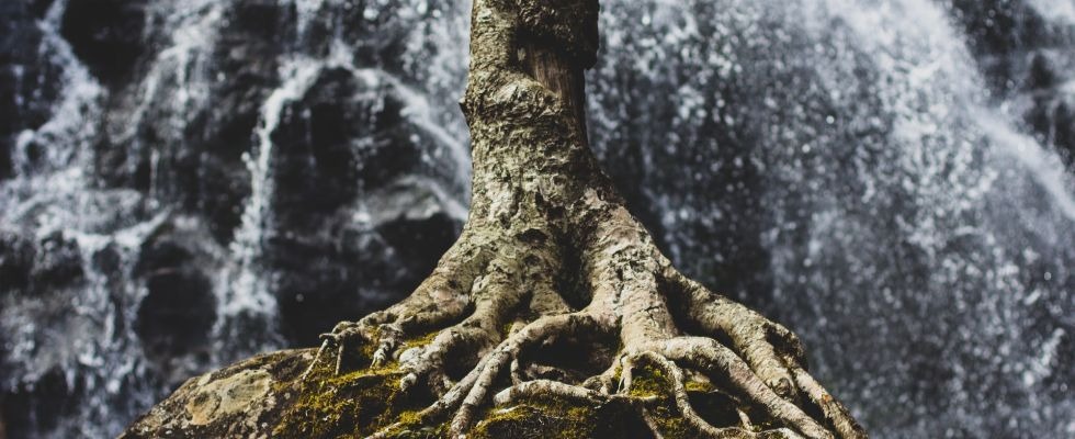 Zon schijnt op een bergamotboom