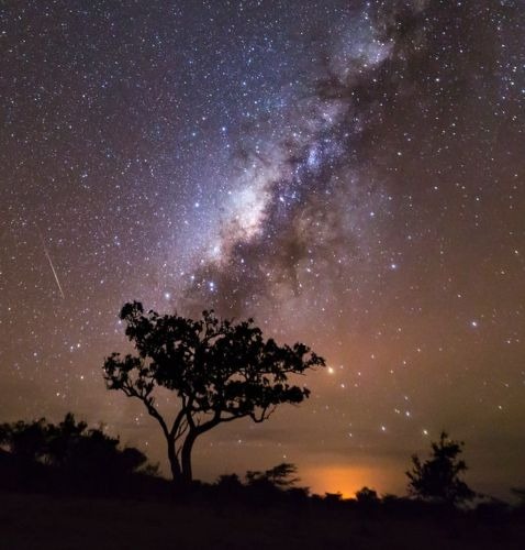 En skugga av ett kopaivaträd framför en stjärnklar himmel
