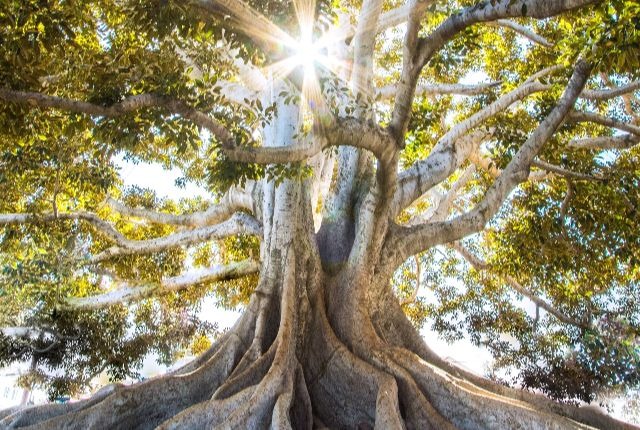 Дерево бергамота