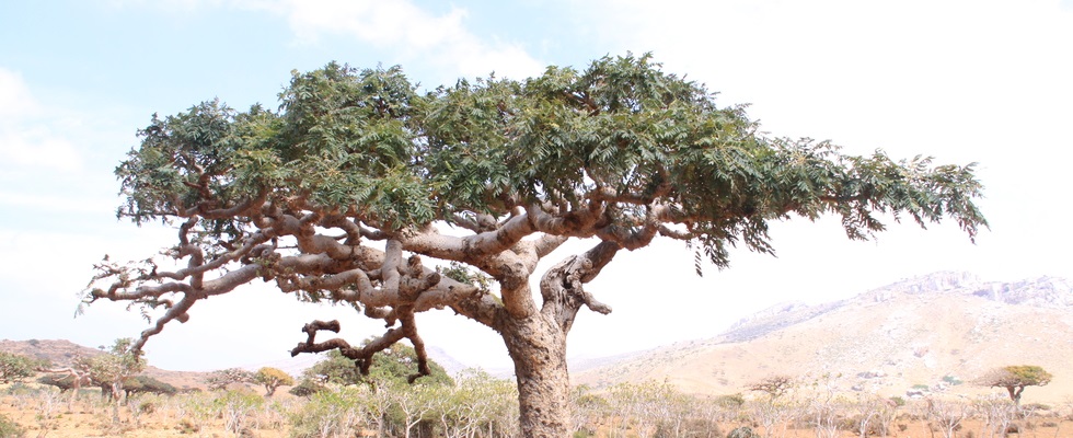 Boswellia Tree in field