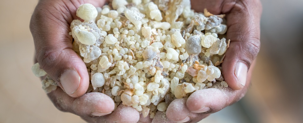 Person with handful of Frankincense resin