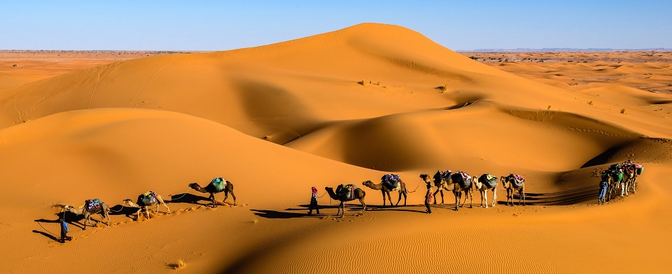 Camels walking in the Sand