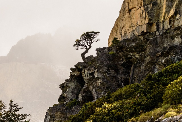 Boswellia Tree on cliff side