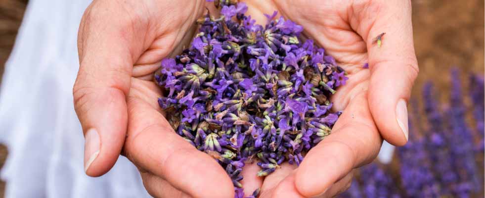 Culinary Lavender  Australian Grown Lavender Flowers