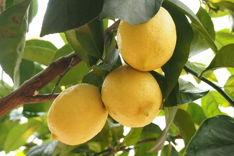 3 Zitronen am Baum