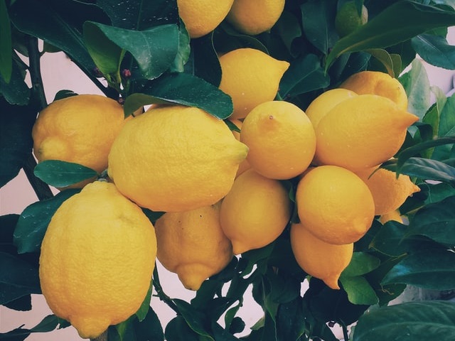 Lemon bunch in tree