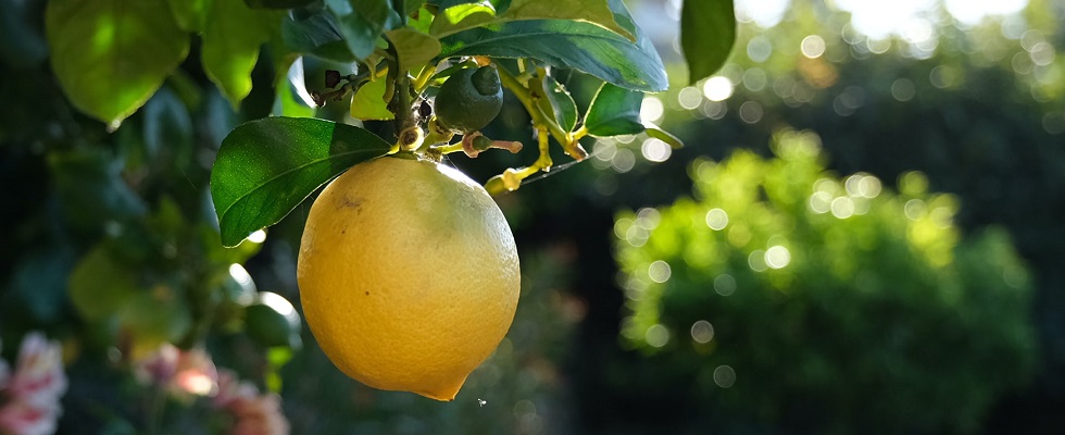 Single lemon in tree