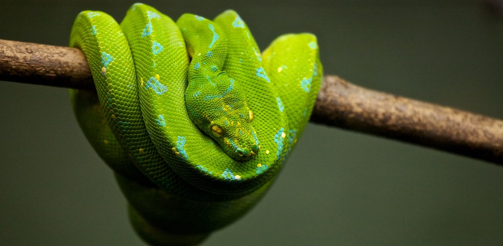 Green snake on a branch