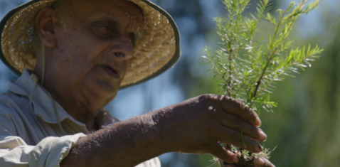 THE BENEFITS, USES, AND HISTORY OF TEA TREE OIL & THE TEA TREE PLA