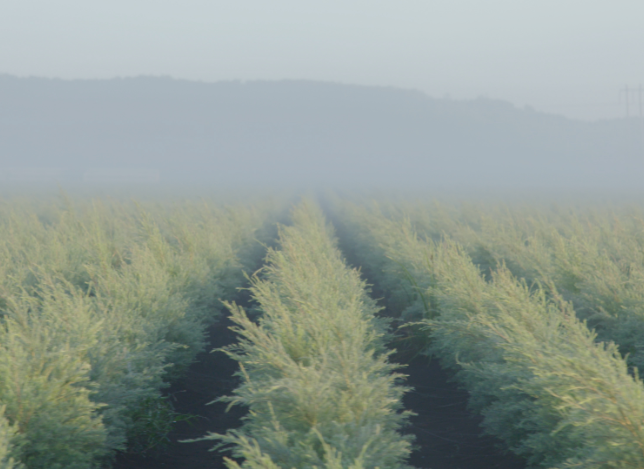Чайное дерево (24 фото): где растет и как выглядит мелалеука? Уход за растением в домашних условиях