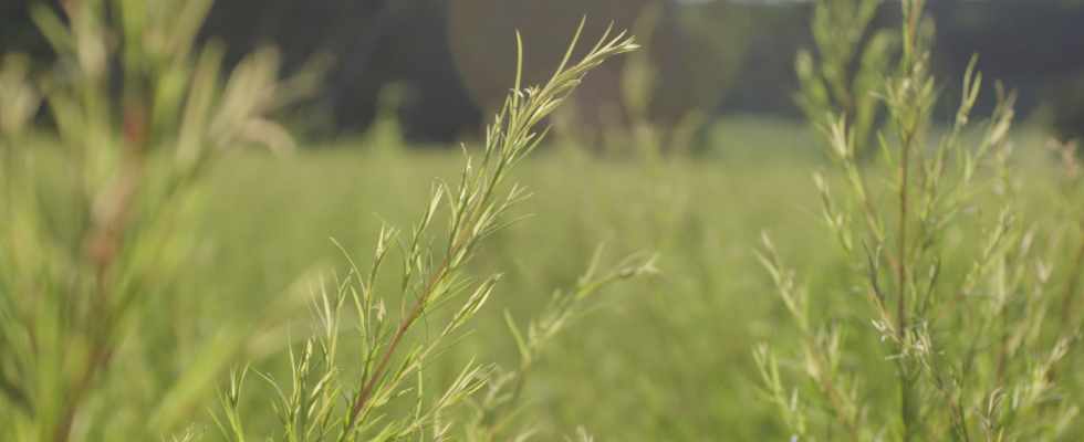 Tea Tree - a Shared Common Name