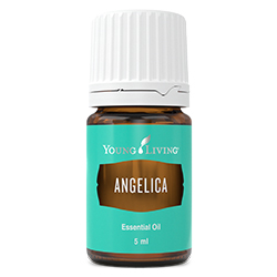 Angelica Essential Oil 307802