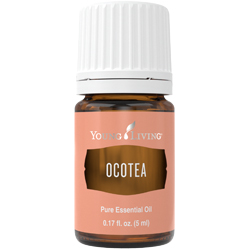 Ocotea Essential Oil