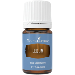 Ledum Essential Oil