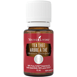 Tea tree outlet young living